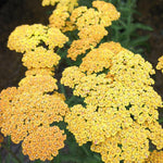 Achillea millefolium Milly Rock Yellow Terracotta
