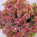 Berberis Golden Ring" 0.20 - 0.30 m  Berberis thunbergii "Golden Ring"