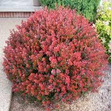 Berberis thunbergii "Atropurpurea Nana" 0.20 - 0.25 m Berberis thunbergii "Atropurpurea Nana"
