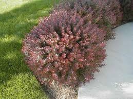 Berberis thunbergii "Atropurpurea Nana" 0.20 - 0.25 m Berberis thunbergii "Atropurpurea Nana"