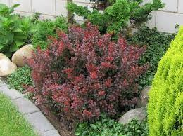 Berberis thunbergii "Atropurpurea Nana" 0.20 - 0.25 m Berberis thunbergii "Atropurpurea Nana"