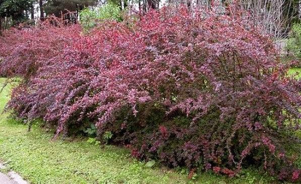 Red dracila "Atropurpurea" 0.40 - 0.60 m Berberis thunbergii Atropurpurea "