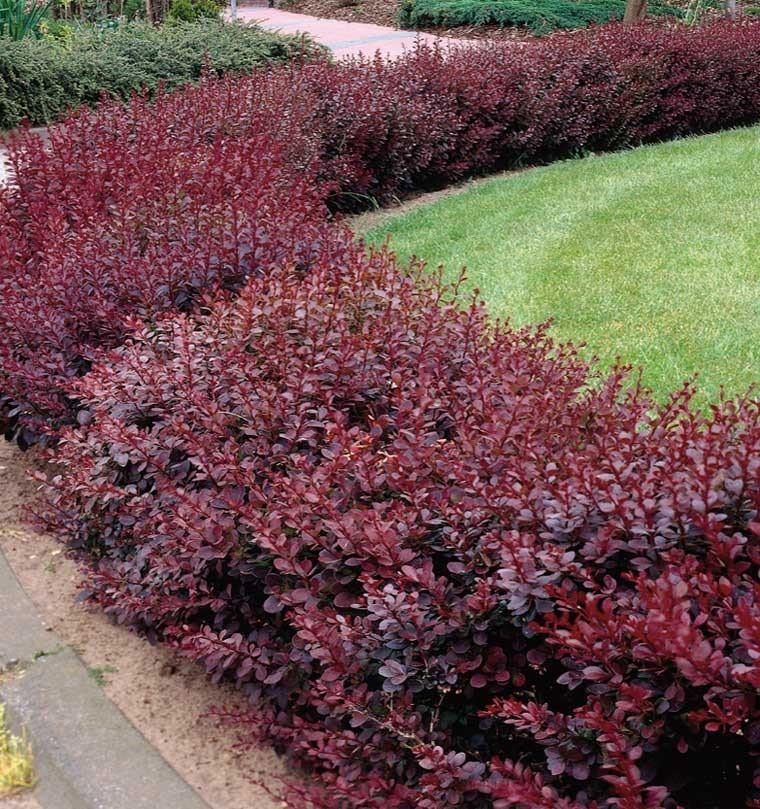 Red dracila "Atropurpurea" 0.40 - 0.60 m Berberis thunbergii Atropurpurea "