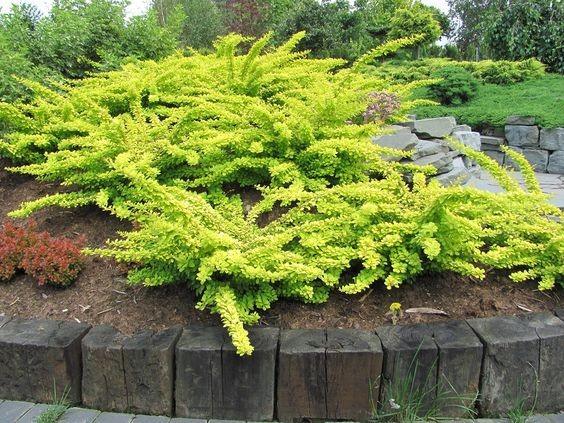 Dracila Maria" yellow 0.20 m Berberis thunbergii "Maria"