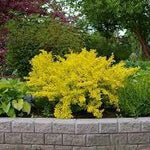 Dracila Maria" yellow 0.20 m Berberis thunbergii "Maria"