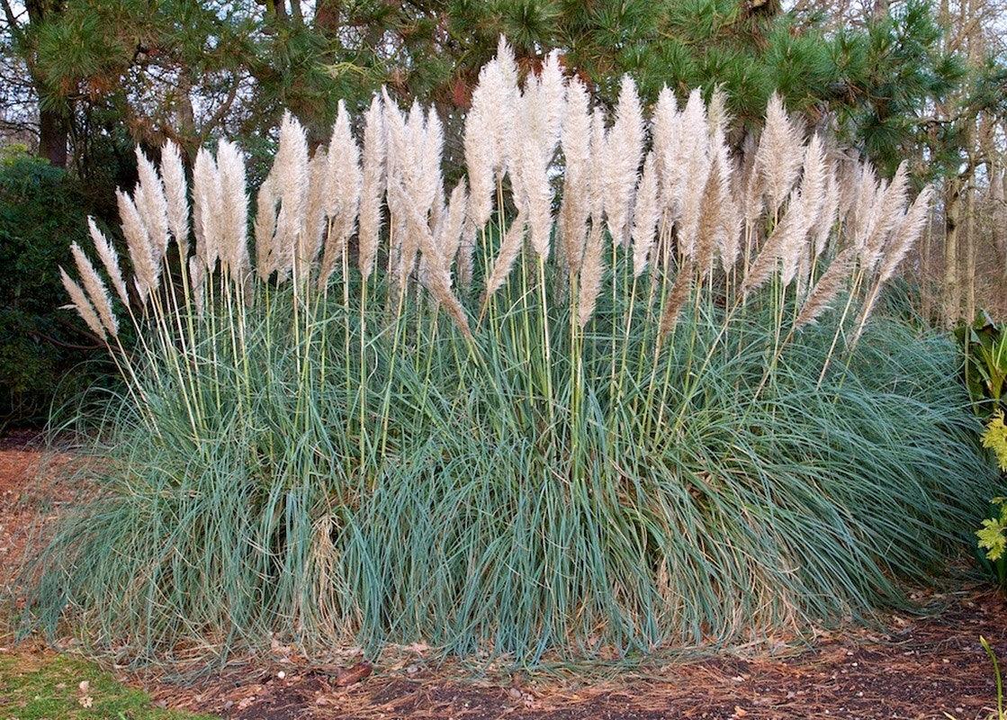 Pink pampas grass 1.20 - 1.70 m Cortaderia sell.Pink Feather