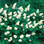 Hortensia Quercifolia" 0.50 - 0.70 m  Hydrangea quercifolia