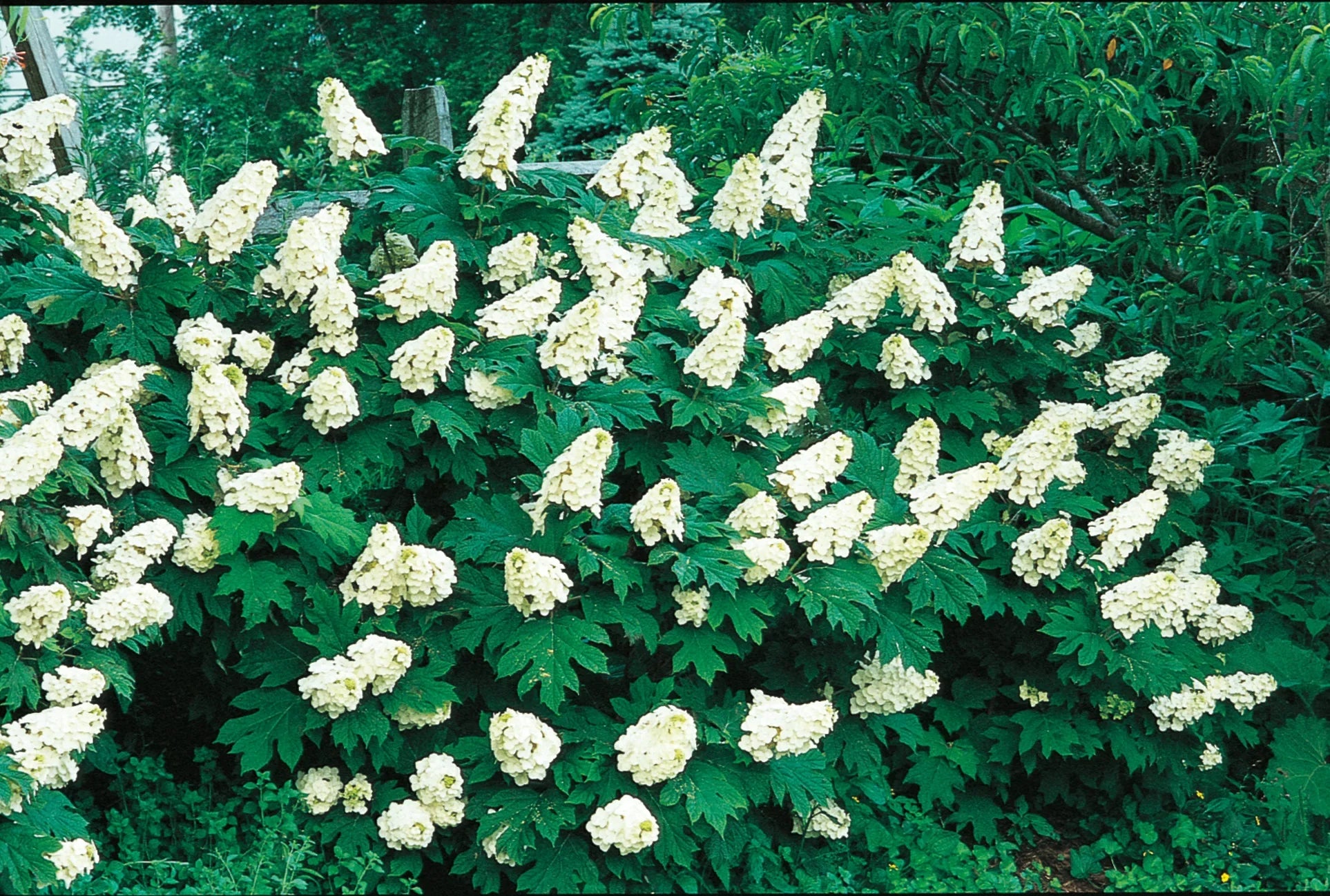 Hortensia Quercifolia" 0.50 - 0.70 m Hydrangea quercifolia