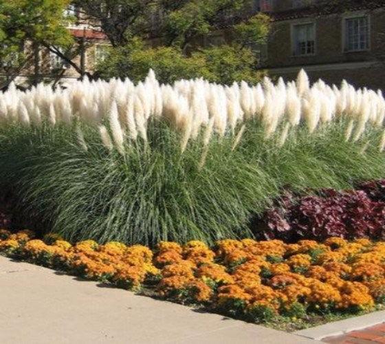 White pampas grass 1.20 m Cortaderia sell.Pumila