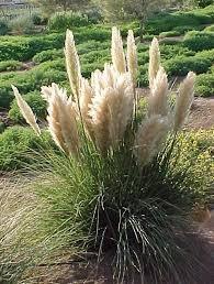 White pampas grass 1.20 m Cortaderia sell.Pumila