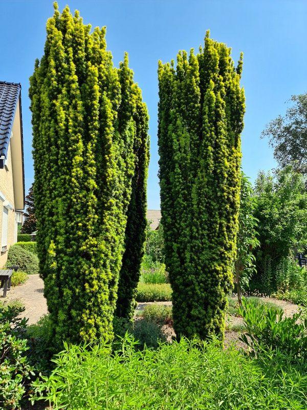 Columnar golden yew 1.00 - 1.20 m Taxus baccata Fastigiata Aurea"