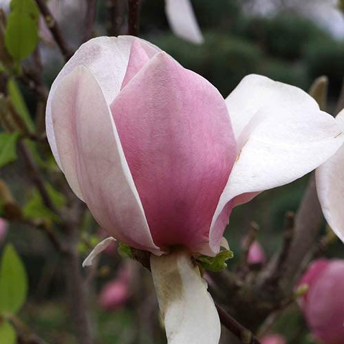 Magnolia Soulangeana" 1.00 - 1.20 m Magnolia "Soulangeana"