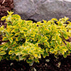 Salba aurie „Emerald Gold” 0.20 -0.40 m  Euonymus Emerald Gold"