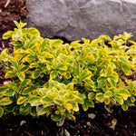 Salba aurie „Emerald Gold” 0.20 -0.40 m  Euonymus Emerald Gold"