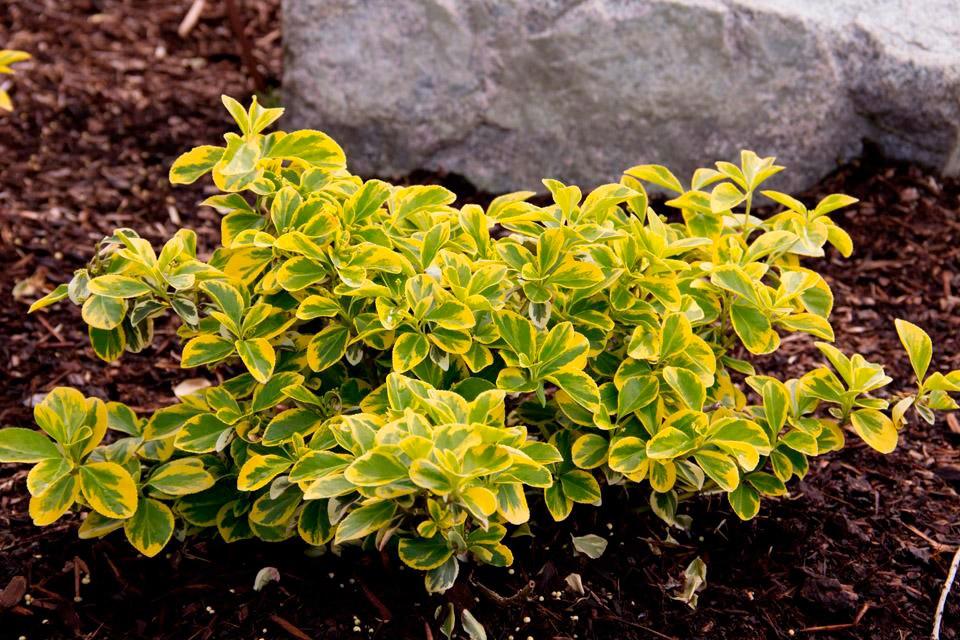 "Emerald Gold" 0.20 -0.40 m Euonymus Emerald Gold"