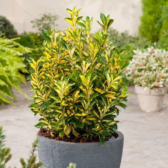 Japanese sage "Aureopictus" 0.60 -0.80 m Euonymus japonicus Aureopictus"