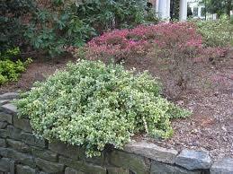 Japanese sage 'Emerald Gaiety' 0.20 - 0.40 m Euonymus fortunei 'Emerald Gaiety'