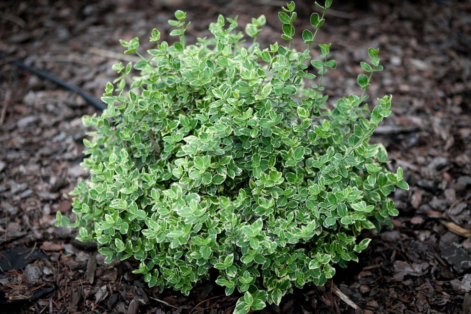 Japanese sage "President Gauthier" 0.20 - 0.40 m Euonymus japonicus President Gauthier"