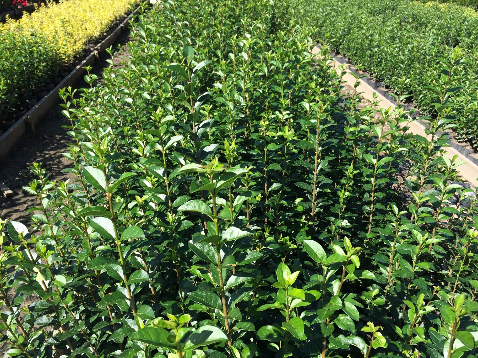 Dogwood green 0.40 - 1.00 m Ligustrum Ovalifolium