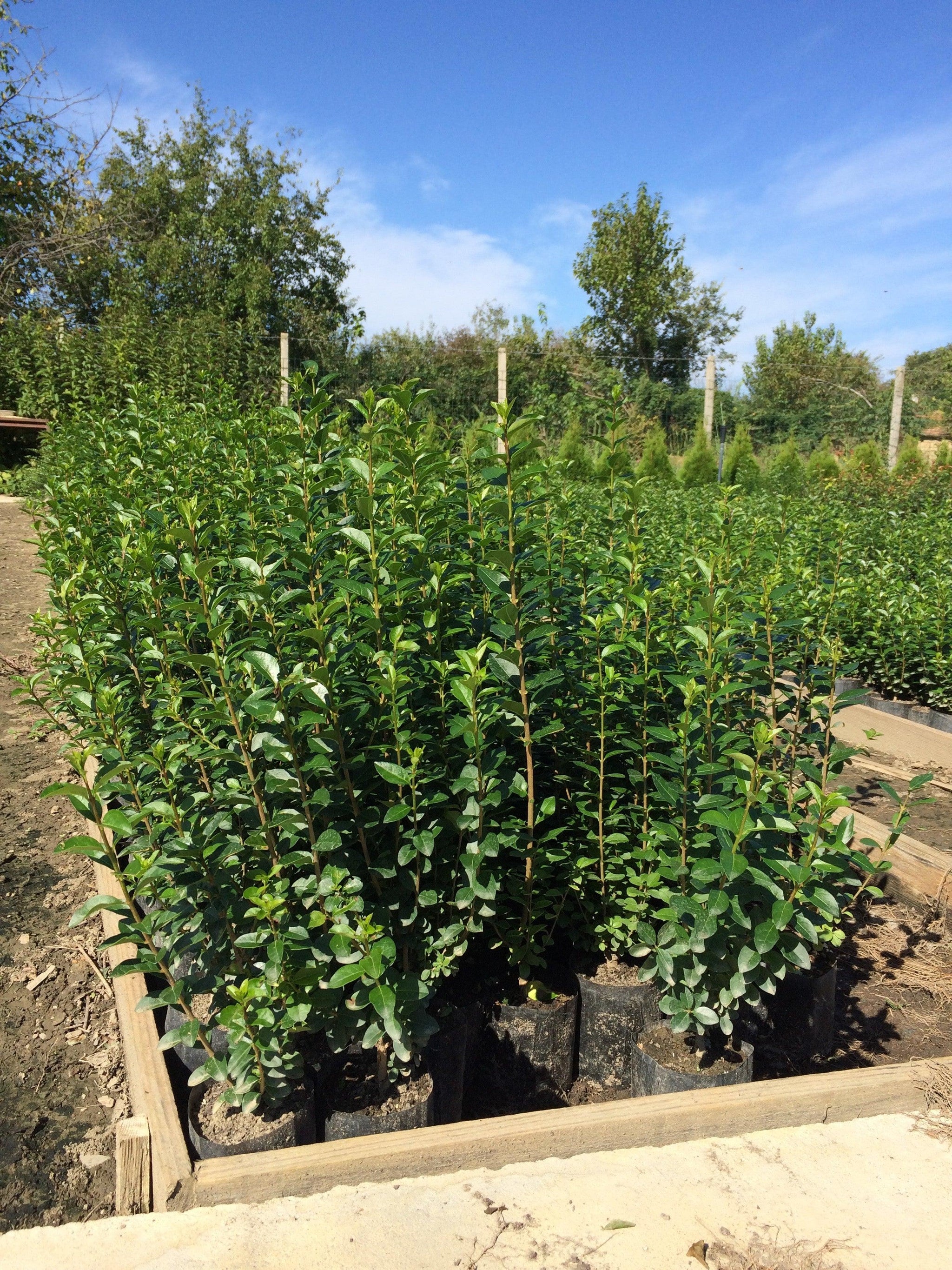 Dogwood green 0.40 - 1.00 m Ligustrum Ovalifolium