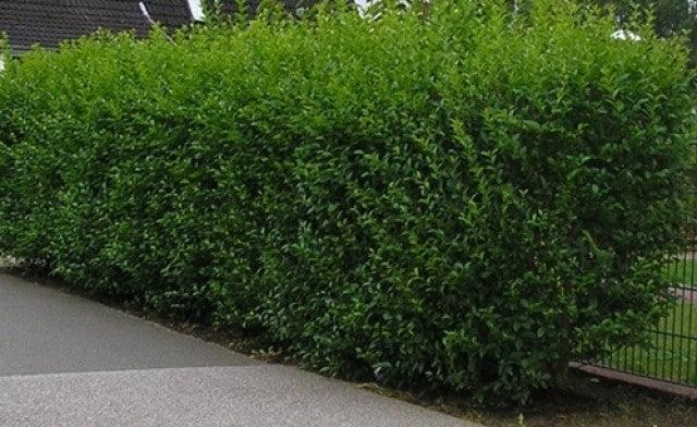 Dogwood green 0.40 - 1.00 m Ligustrum Ovalifolium