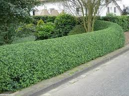 Dogwood green 0.40 - 1.00 m Ligustrum Ovalifolium
