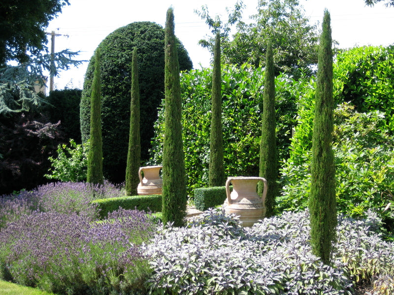 Italian cypress 1.70 - 2.00 m Cupressus sempervirens Pyramidalis"