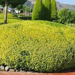 Lemn câinesc auriu 0.80 - 1.00 m  Ligustrum Ovalifolium Aureum