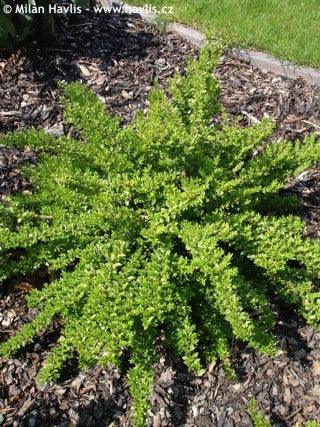 Honeysuckle "Maigrun" 0.60 - 0.80 m Lonicera nitida Maigruen"