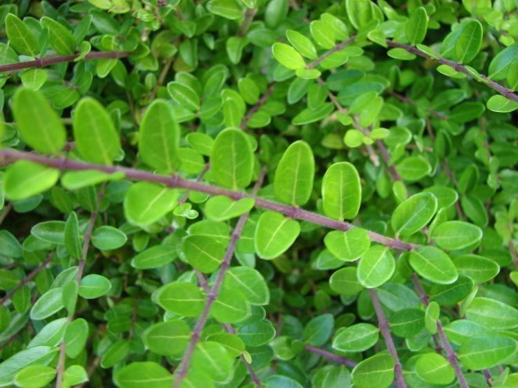Honeysuckle "Maigrun" 0.60 - 0.80 m Lonicera nitida Maigruen"