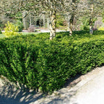 Honeysuckle "Maigrun" 0.60 - 0.80 m Lonicera nitida Maigruen"