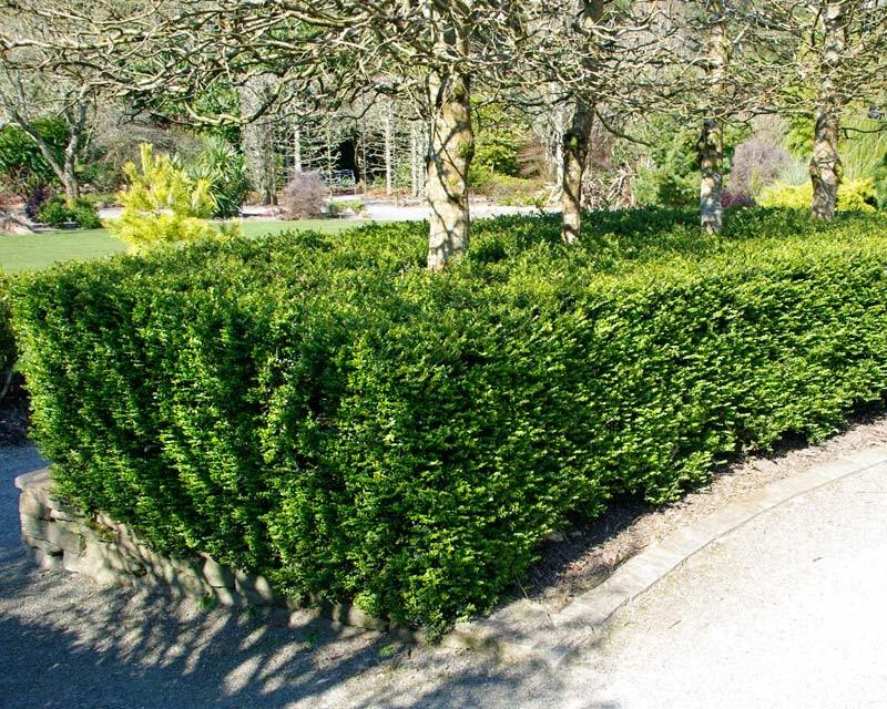 Caprifoi tarator „Maigrun” 0.60 - 0.80 m Lonicera nitida Maigruen"
