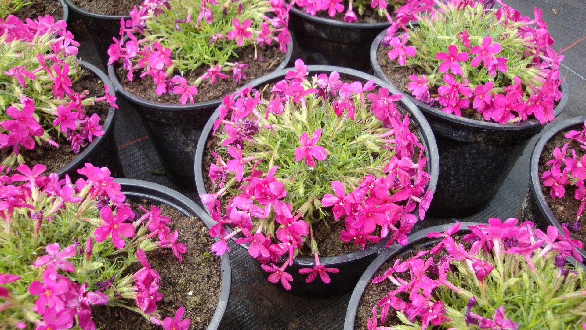 Phlox 3 culori 0.20 m - 0.40 m Phlox Subulata