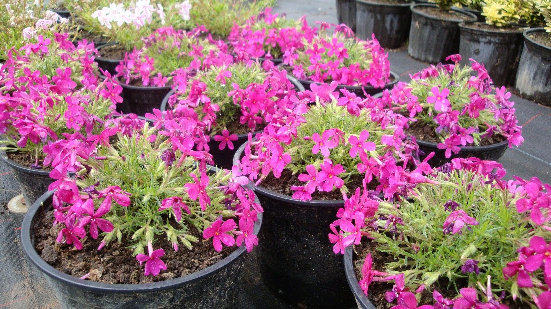 Phlox 3 culori 0.20 m - 0.40 m Phlox Subulata