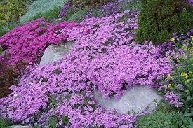 Phlox 3 culori 0.20 m - 0.40 m Phlox Subulata