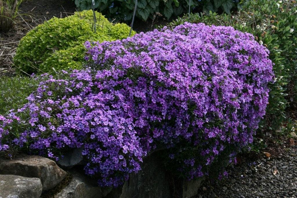 Phlox 3 culori 0.20 m - 0.40 m Phlox Subulata