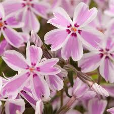 Phlox 3 culori 0.20 m - 0.40 m Phlox Subulata