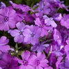 Phlox 3 colors 0.20 m - 0.40 m Phlox Subulata