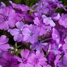 Phlox 3 culori 0.20 m - 0.40 m Phlox Subulata