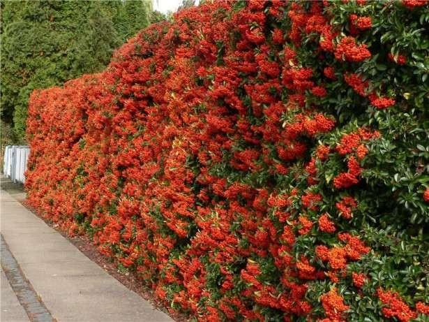 Catina ornamantala portocalieOrange Glow " 1.70 - 2.00 m  Pyracantha coccinea "Orange Glow "