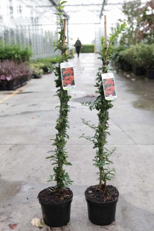 Catina ornamantala portocalieOrange Glow " 1.70 - 2.00 m  Pyracantha coccinea "Orange Glow "