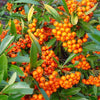 Catina ornamantala portocalieOrange Glow " 1.70 - 2.00 m  Pyracantha coccinea "Orange Glow "