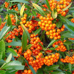 Catina ornamantala portocalieOrange Glow " 1.70 - 2.00 m  Pyracantha coccinea "Orange Glow "
