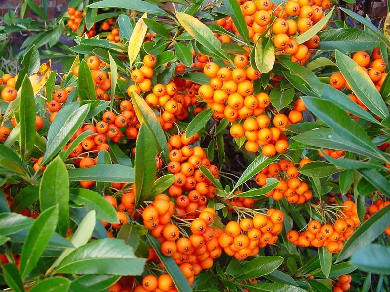 Orange Glow "Orange Glow" 1.70 - 2.00 m Pyracantha coccinea "Orange Glow"