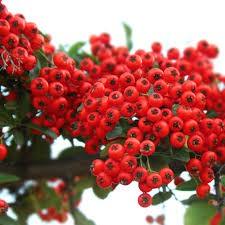 Ornamental sea buckthorn "Ventoux Red" 1.70 - 2.00 m Pyracantha coccinea "Ventoux Red"