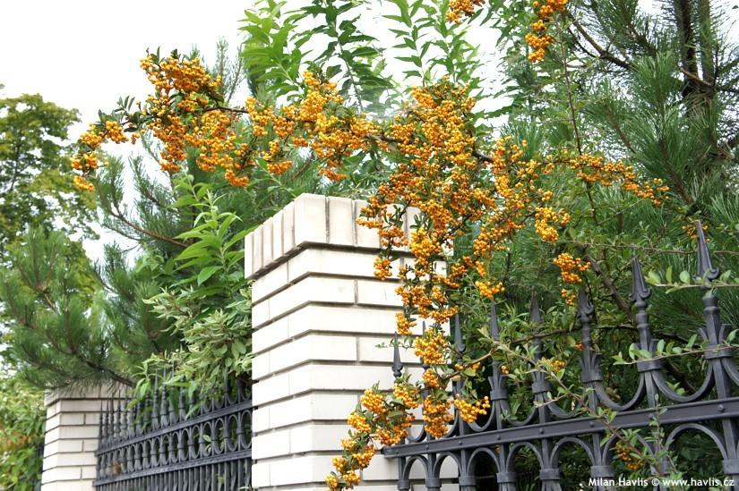 Yellow ornamental buckthorn 1.20 - 1.50 m Pyracantha coccinea Soleil D