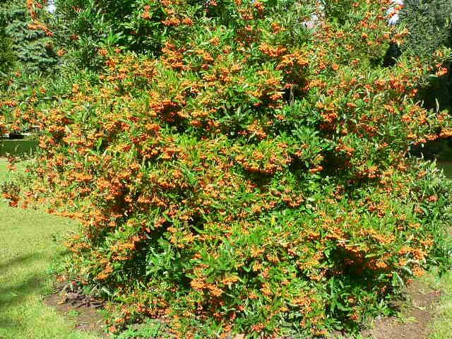 Yellow ornamental buckthorn 1.20 - 1.50 m Pyracantha coccinea Soleil D