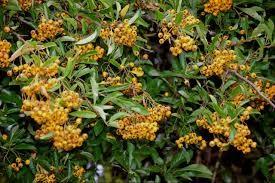 Yellow ornamental buckthorn 1.20 - 1.50 m Pyracantha coccinea Soleil D