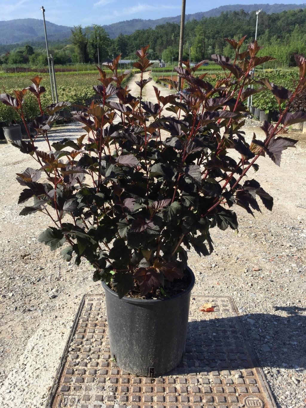 Physocarpus Diabolo" 1.00 - 1.20 m Physocarpus opulifolius "Diabolo"