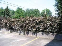 Physocarpus Diabolo" 1.00 - 1.20 m Physocarpus opulifolius "Diabolo"